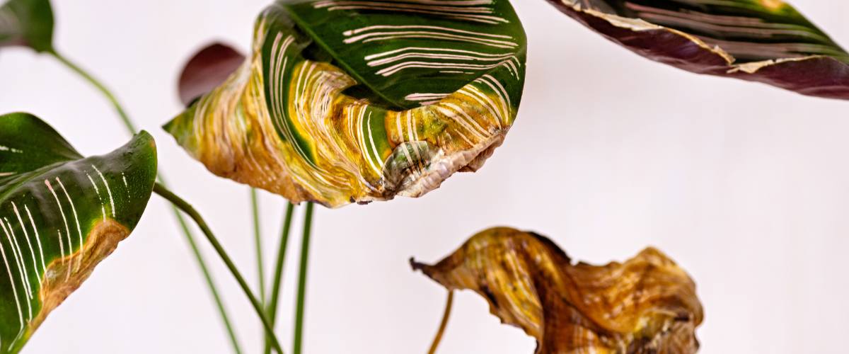 ¿Por qué mis plantas tienen manchas cafés? Descubre las causas y soluciones ¿Por qué mis plantas tienen manchas cafés? Descubre las causas y soluciones