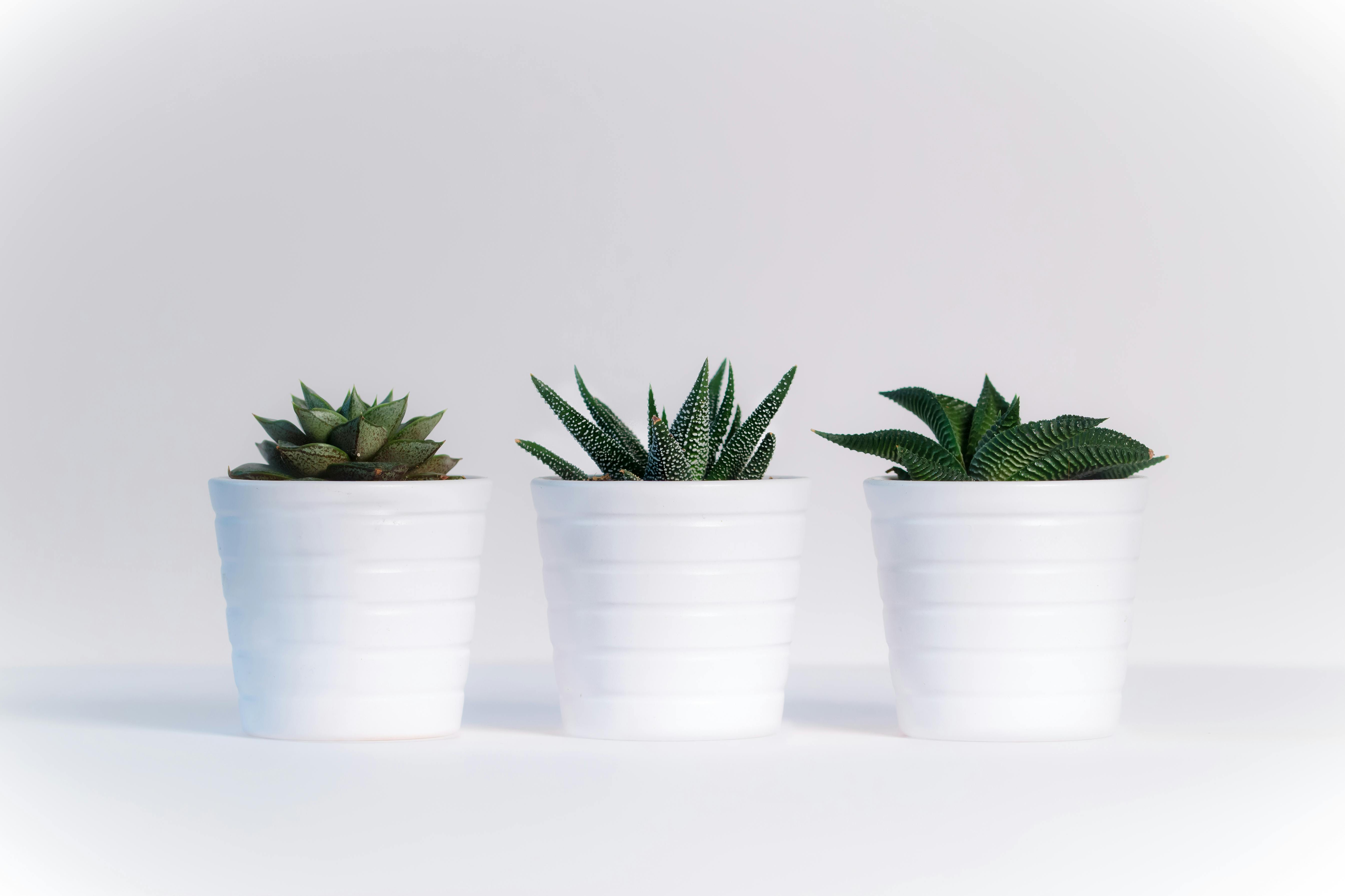 Las Mejores Plantas para Regalar Esta Navidad Las Mejores Plantas para Regalar Esta Navidad