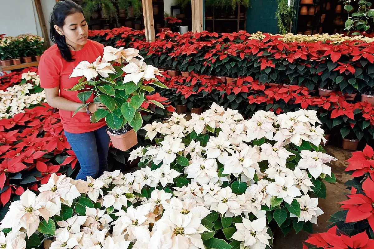 Estrategias para Aumentar las Ventas de Flores en Temporada Navideña Estrategias para Aumentar las Ventas de Flores en Temporada Navideña