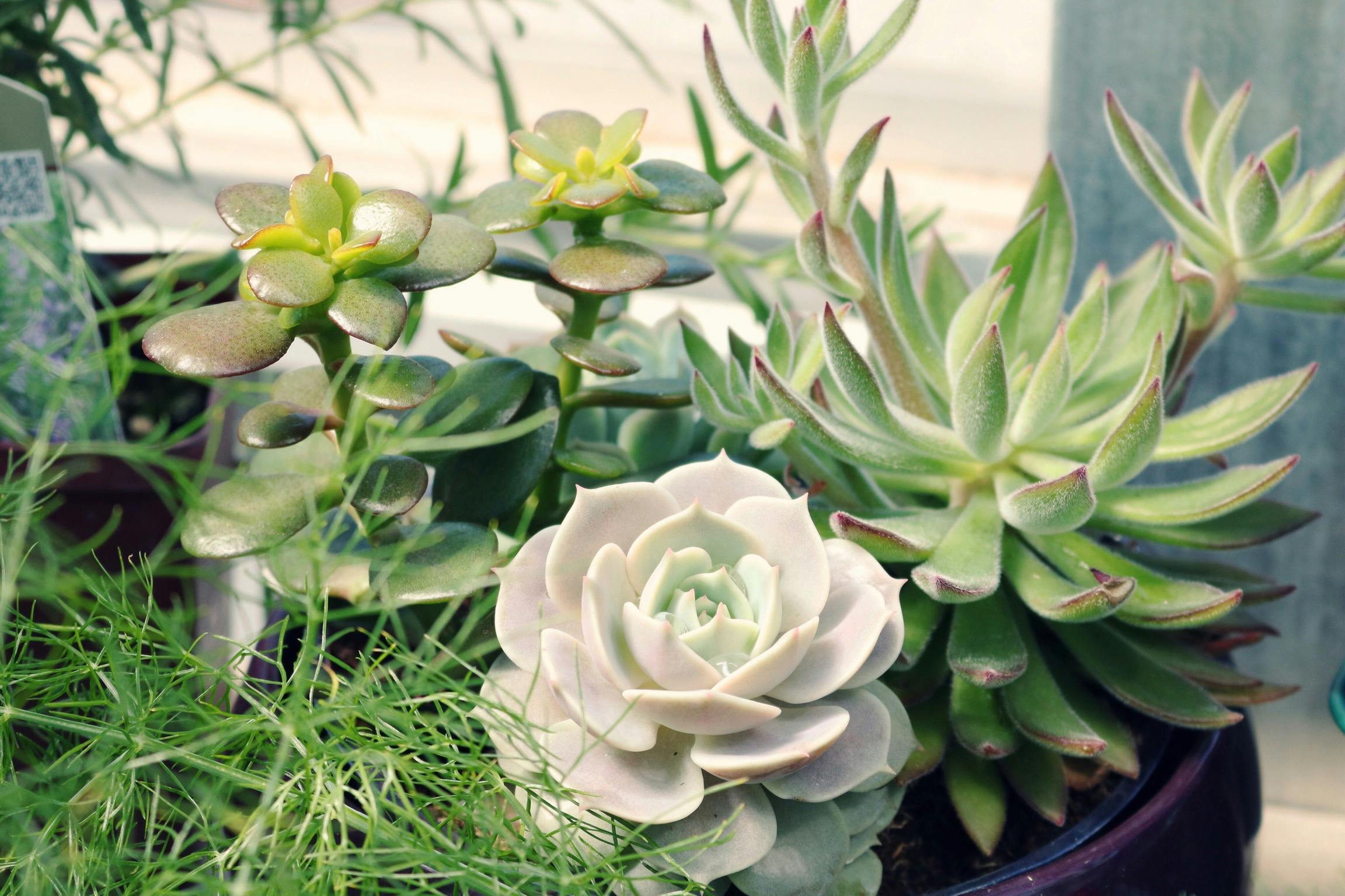 Plantas a Domicilio: Naturaleza y Decoración en Tu Hogar Esta Navidad Plantas a Domicilio: Naturaleza y Decoración en Tu Hogar Esta Navidad
