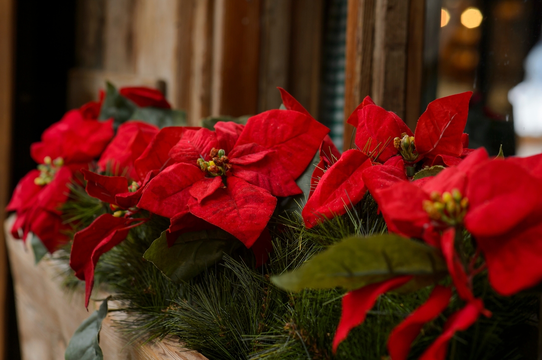 Flores para Navidad: Ideas para Decorar tu Hogar Flores para Navidad: Ideas para Decorar tu Hogar