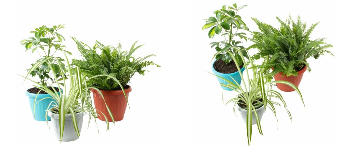 Plantas para el hogar a domicilio