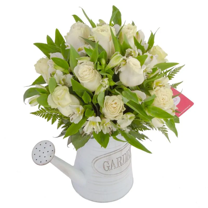 Foto 2 Amor Blanco en Regadera - Arreglo floral en regadera de metal envejecida con rosas blancas y astromelias