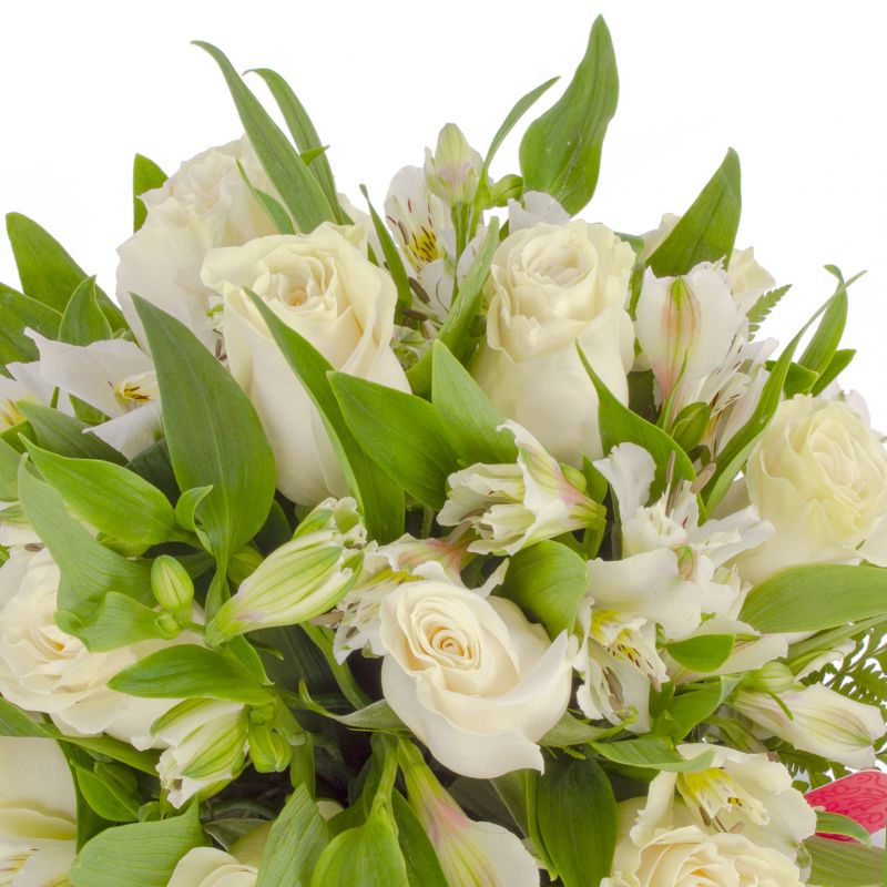Foto 5 Amor Blanco en Regadera - Flores a domicilio Foto 5 Amor Blanco en Regadera - Flores a domicilio