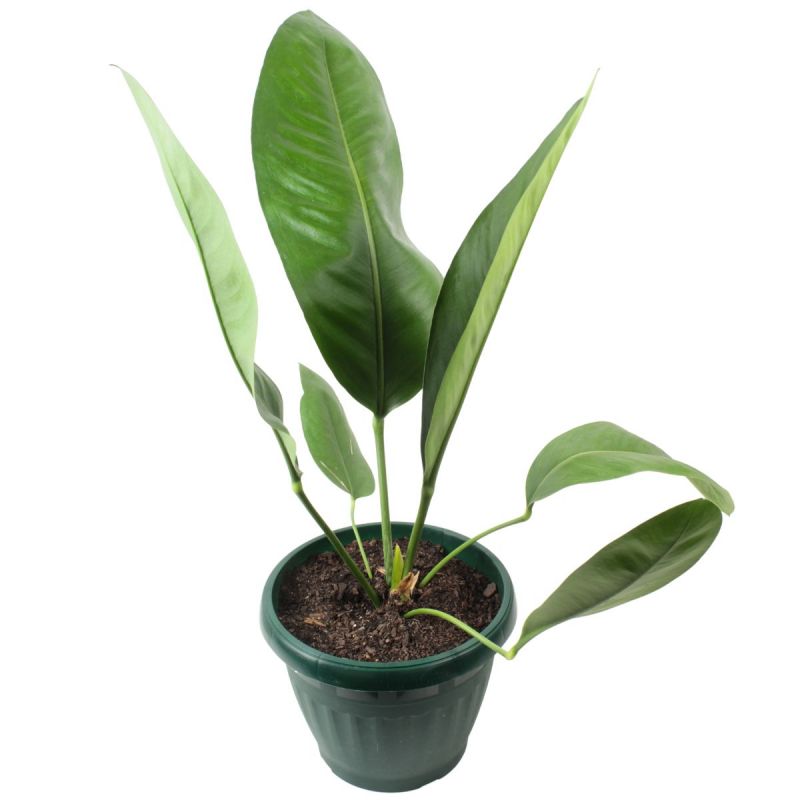 Flores a domicilio - Anthurium Superbum L Flores a domicilio - Anthurium Superbum L