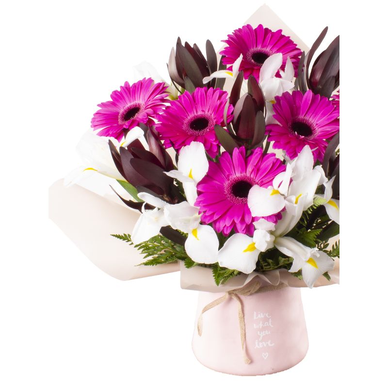 Foto 4 Arreglo de Gerberas Fucsia, Iris y Leucadentro - Flores a domicilio Foto 4 Arreglo de Gerberas Fucsia, Iris y Leucadentro - Flores a domicilio
