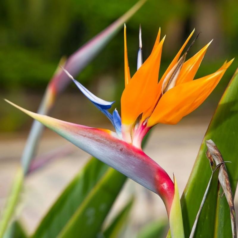 Foto 5 Strelitzia o Ave del paraíso en macetero - Flores a domicilio Foto 5 Strelitzia o Ave del paraíso en macetero - Flores a domicilio