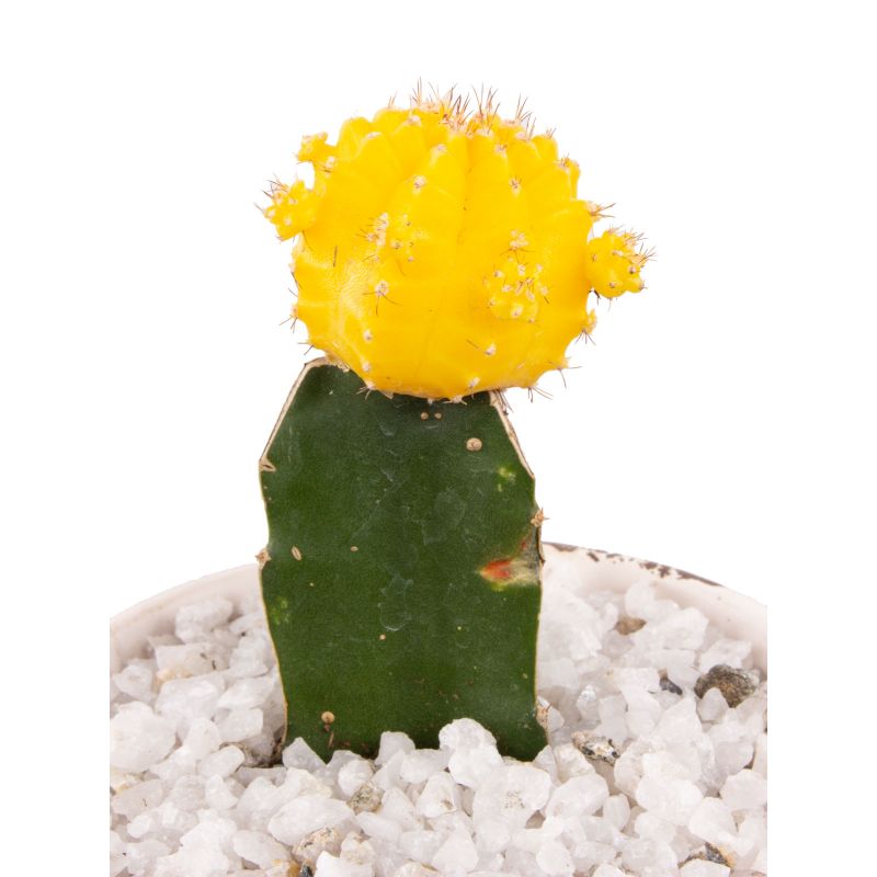 Foto 4 Cactus Injertado Amarillo - Flores a domicilio Foto 4 Cactus Injertado Amarillo - Flores a domicilio