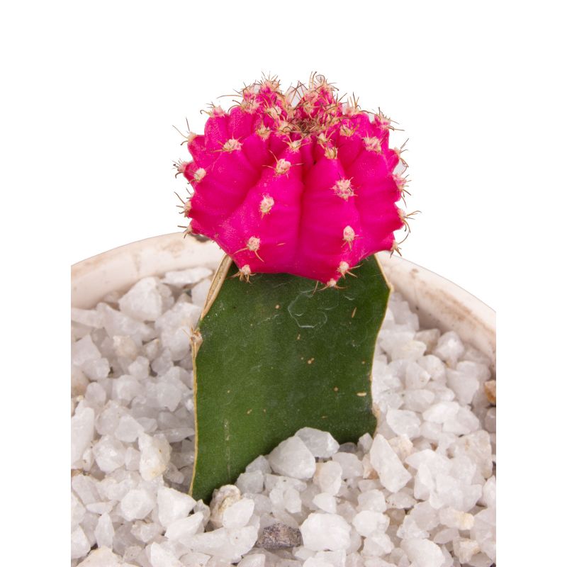 Foto 4 Cactus Injertado rosado - Flores a domicilio Foto 4 Cactus Injertado rosado - Flores a domicilio