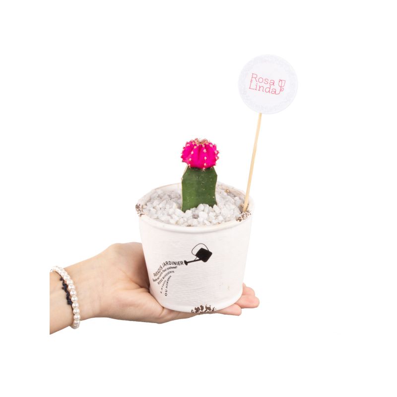 Foto con persona Cactus Injertado rosado - Flores a domicilio Foto con persona Cactus Injertado rosado - Flores a domicilio