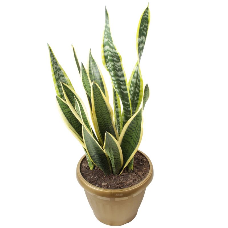 Flores a domicilio - Suculenta Sansevieria L Flores a domicilio - Suculenta Sansevieria L