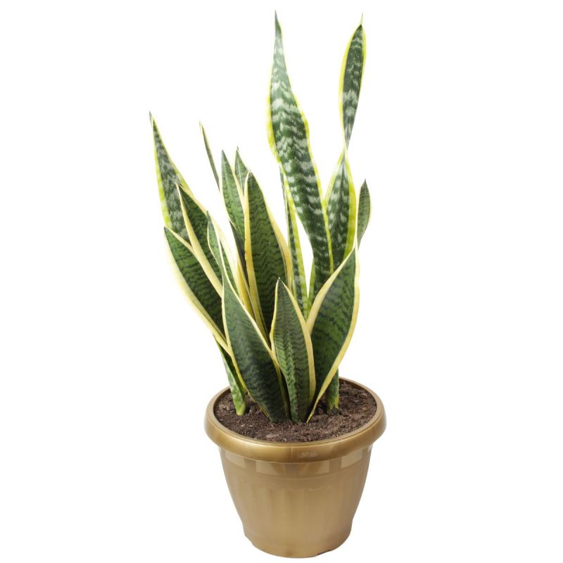 Foto 2 Suculenta Sansevieria L - Flores a domicilio Foto 2 Suculenta Sansevieria L - Flores a domicilio