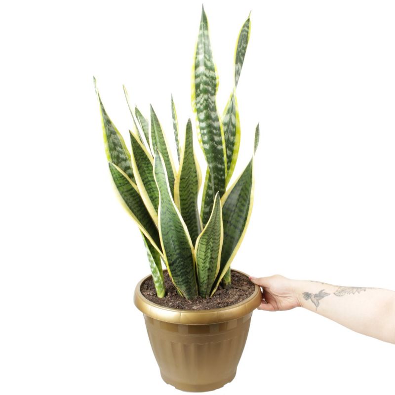 Foto con persona Suculenta Sansevieria L - Flores a domicilio Foto con persona Suculenta Sansevieria L - Flores a domicilio