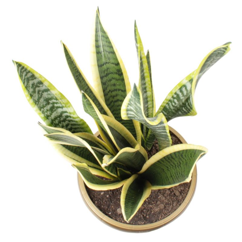 Foto 4 Suculenta Sansevieria L - Flores a domicilio Foto 4 Suculenta Sansevieria L - Flores a domicilio