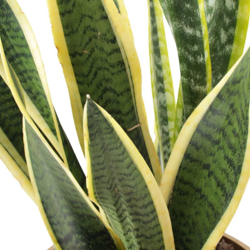Foto 5 Suculenta Sansevieria L - Flores a domicilio Foto 5 Suculenta Sansevieria L - Flores a domicilio