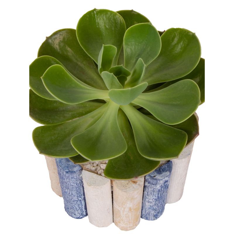 Foto 4 Echeveria Elegans - Flores a domicilio Foto 4 Echeveria Elegans - Flores a domicilio