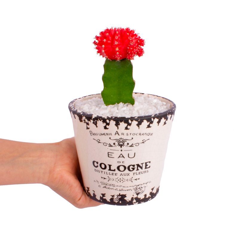 Foto con persona Cactus Injertado Rojo en macetero de cerámica - Flores a domicilio Foto con persona Cactus Injertado Rojo en macetero de cerámica - Flores a domicilio