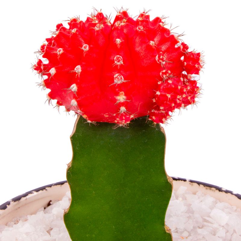 Foto 5 Cactus Injertado Rojo en macetero de cerámica - Flores a domicilio Foto 5 Cactus Injertado Rojo en macetero de cerámica - Flores a domicilio