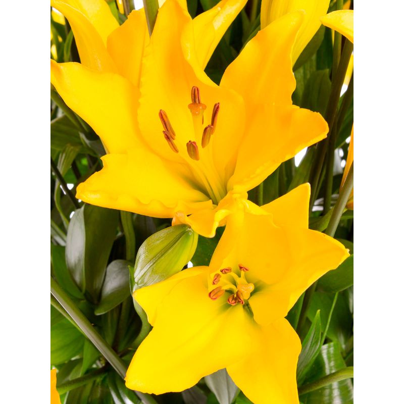 Foto 4 Jardín de Liliums Amarillos - Flores a domicilio Foto 4 Jardín de Liliums Amarillos - Flores a domicilio