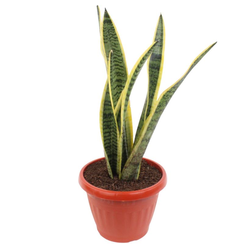 Flores a domicilio - Suculenta Sansevieria S Flores a domicilio - Suculenta Sansevieria S