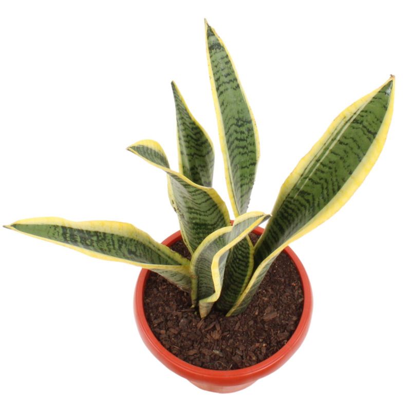 Foto 2 Suculenta Sansevieria S - Flores a domicilio Foto 2 Suculenta Sansevieria S - Flores a domicilio