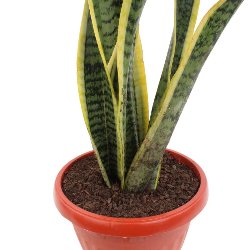Foto 4 Suculenta Sansevieria S - Flores a domicilio Foto 4 Suculenta Sansevieria S - Flores a domicilio