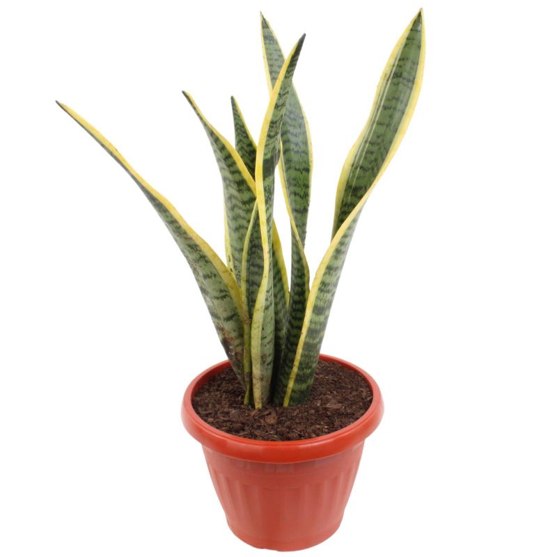 Foto 5 Suculenta Sansevieria S - Flores a domicilio Foto 5 Suculenta Sansevieria S - Flores a domicilio
