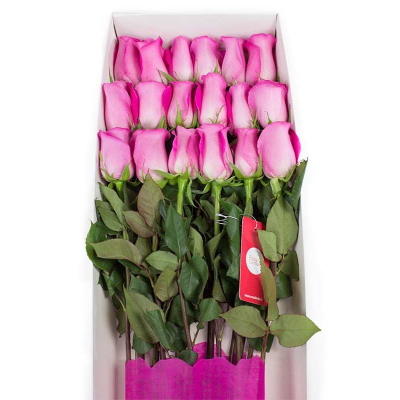 Flores a domicilio - Caja con 18 rosas color Fucsia Flores a domicilio - Caja con 18 rosas color Fucsia