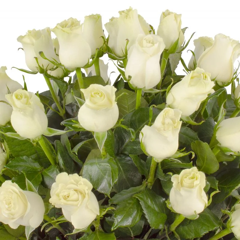 Foto 5 Carolina - Arreglo floral con 50 rosas blancas