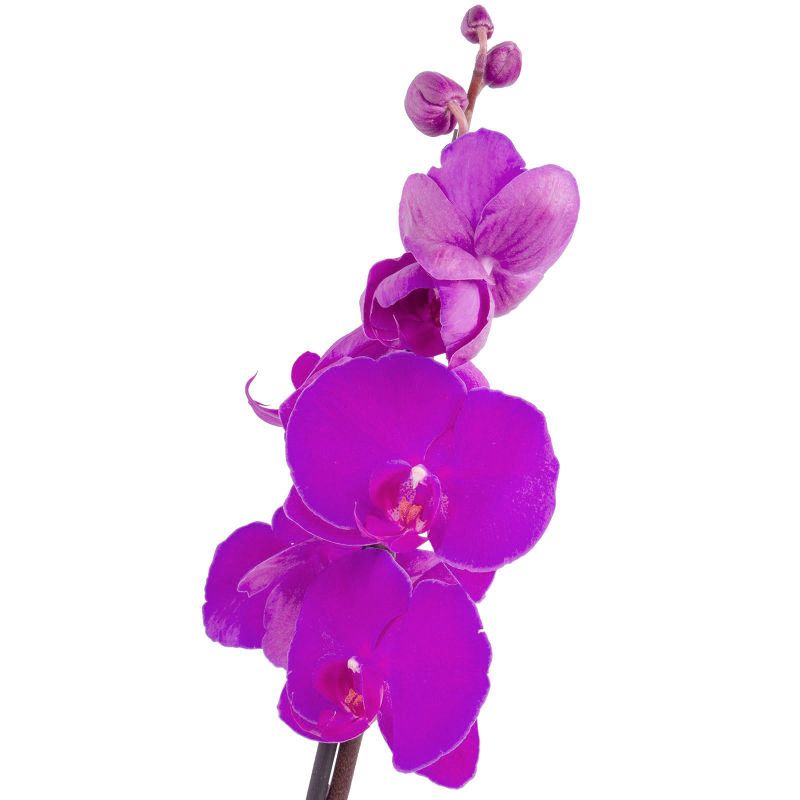 Foto 5 Orquídea Phalaenopsis de dos (2) varas lila - Flores a domicilio Foto 5 Orquídea Phalaenopsis de dos (2) varas lila - Flores a domicilio