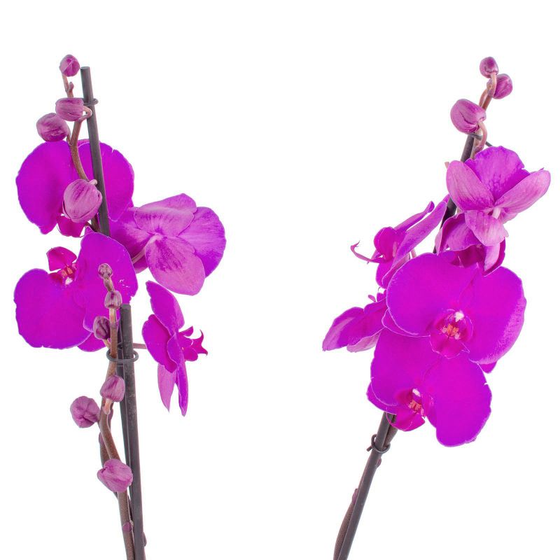 Foto 3 Orquídea Phalaenopsis de dos (2) varas lila - Flores a domicilio Foto 3 Orquídea Phalaenopsis de dos (2) varas lila - Flores a domicilio