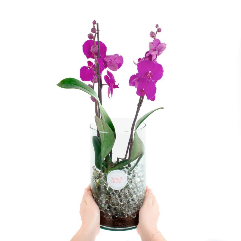 Foto con persona Orquídea Phalaenopsis de dos (2) varas lila - Flores a domicilio Foto con persona Orquídea Phalaenopsis de dos (2) varas lila - Flores a domicilio