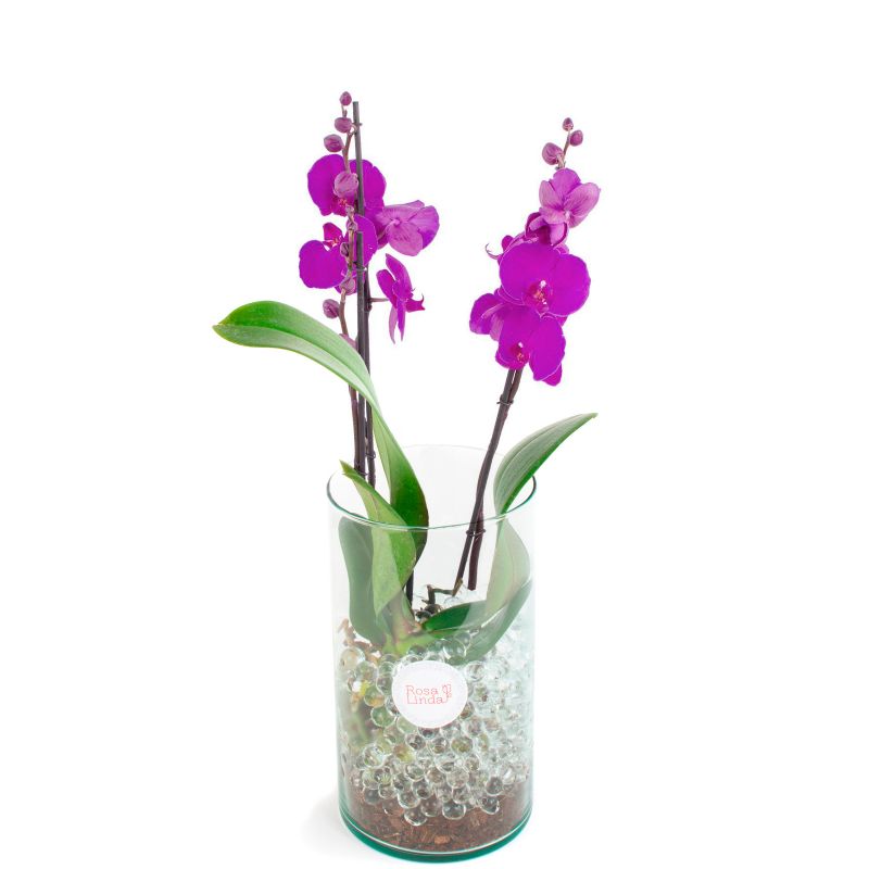 Flores a domicilio - Orquídea Phalaenopsis de dos (2) varas lila Flores a domicilio - Orquídea Phalaenopsis de dos (2) varas lila