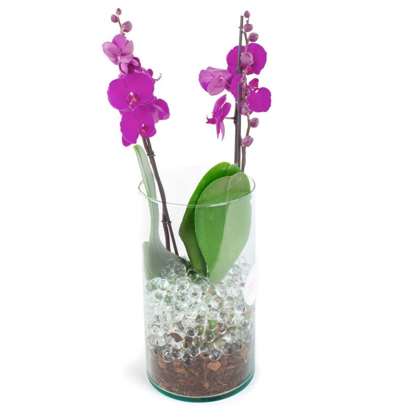 Foto 4 Orquídea Phalaenopsis de dos (2) varas lila - Flores a domicilio Foto 4 Orquídea Phalaenopsis de dos (2) varas lila - Flores a domicilio