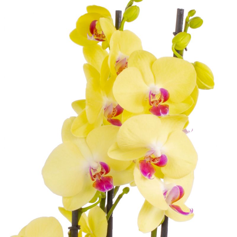 Foto 4 Orquídea tres (3) varas amarilla Phalaenopsis - Flores a domicilio Foto 4 Orquídea tres (3) varas amarilla Phalaenopsis - Flores a domicilio