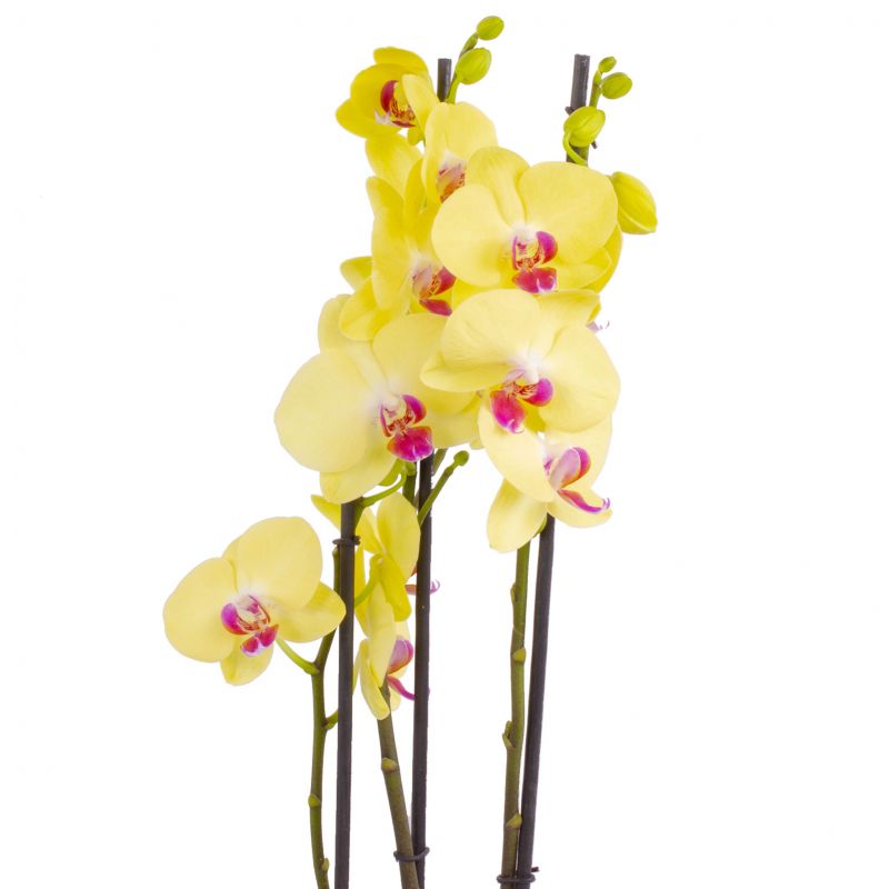 Foto 5 Orquídea tres (3) varas amarilla Phalaenopsis - Flores a domicilio Foto 5 Orquídea tres (3) varas amarilla Phalaenopsis - Flores a domicilio