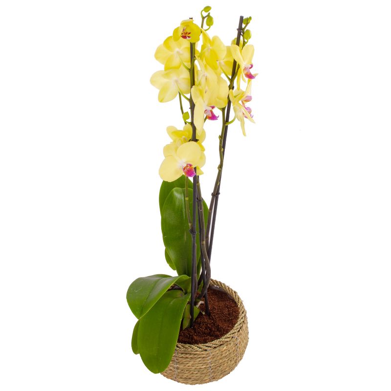 Foto 3 Orquídea tres (3) varas amarilla Phalaenopsis - Flores a domicilio Foto 3 Orquídea tres (3) varas amarilla Phalaenopsis - Flores a domicilio