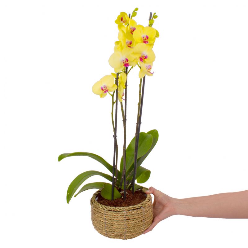 Foto con persona Orquídea tres (3) varas amarilla Phalaenopsis - Flores a domicilio Foto con persona Orquídea tres (3) varas amarilla Phalaenopsis - Flores a domicilio