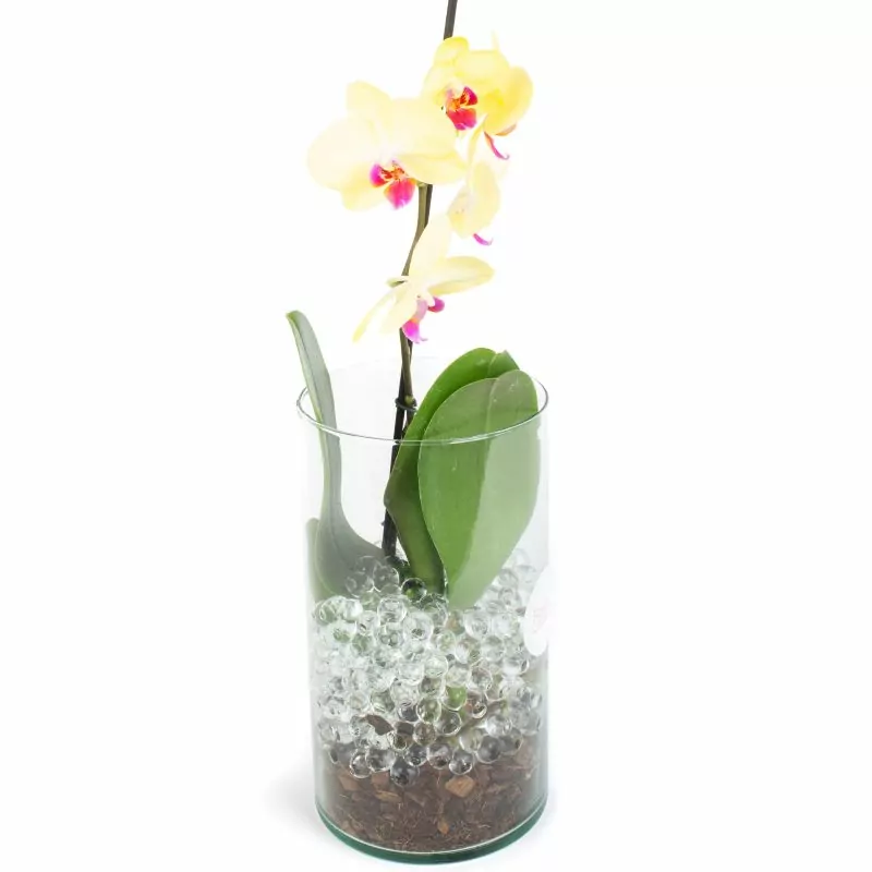Foto 4 Orquídea amarilla Phalaenopsis - Orquídea mariposa en macetero de vidrio