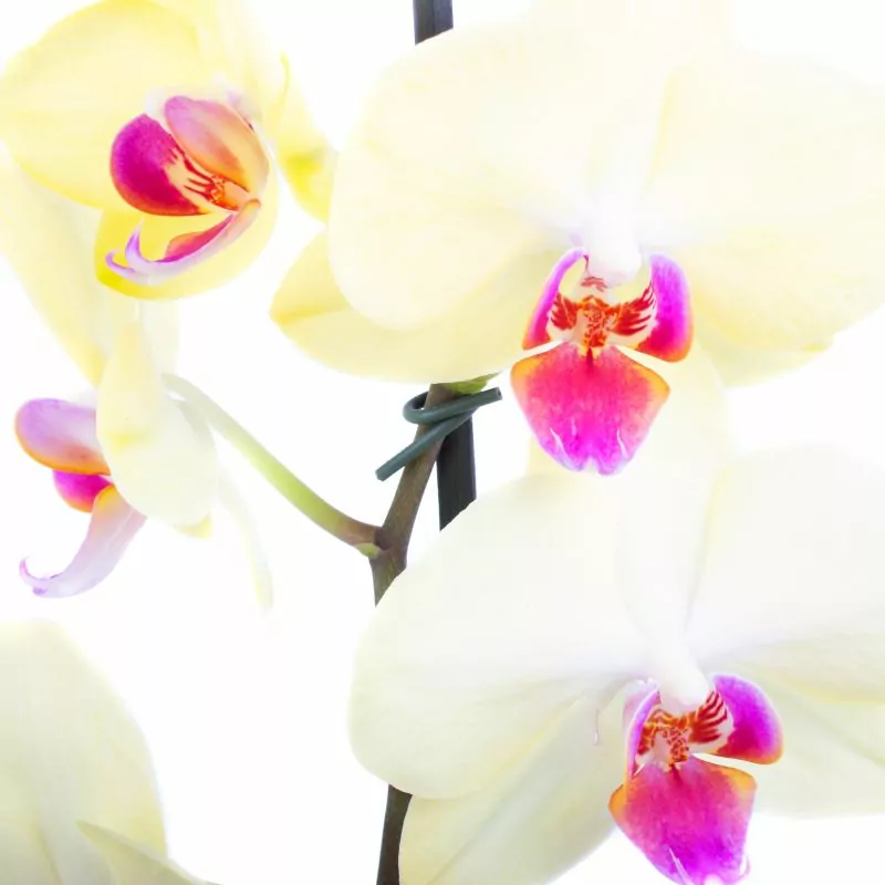 Foto 5 Orquídea amarilla Phalaenopsis - Orquídea mariposa en macetero de vidrio