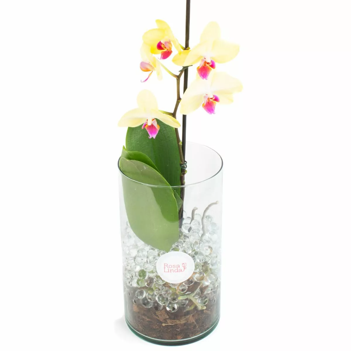 Foto principal Orquídea amarilla Phalaenopsis - Orquídea mariposa en macetero de vidrio