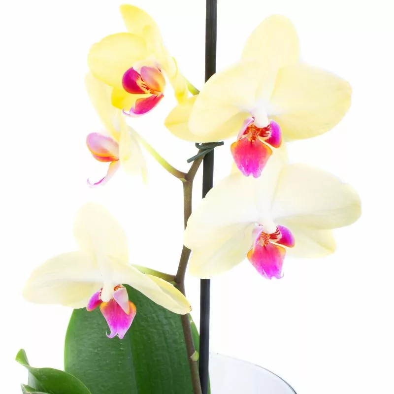 Foto 3 Orquídea amarilla Phalaenopsis - Orquídea mariposa en macetero de vidrio
