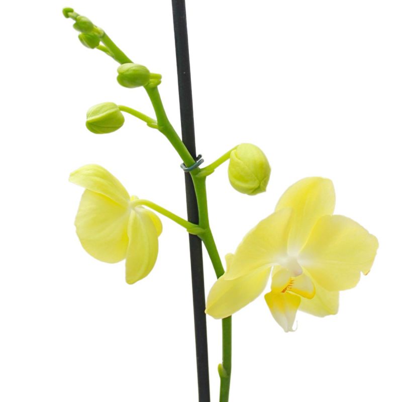 Foto 2 Orquídea amarilla Phalaenopsis - Flores a domicilio Foto 2 Orquídea amarilla Phalaenopsis - Flores a domicilio