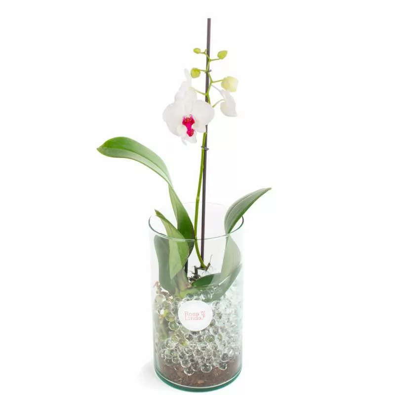 Orquídea Blanca Phalaenopsis - Orquídea mariposa en macetero de vidrio