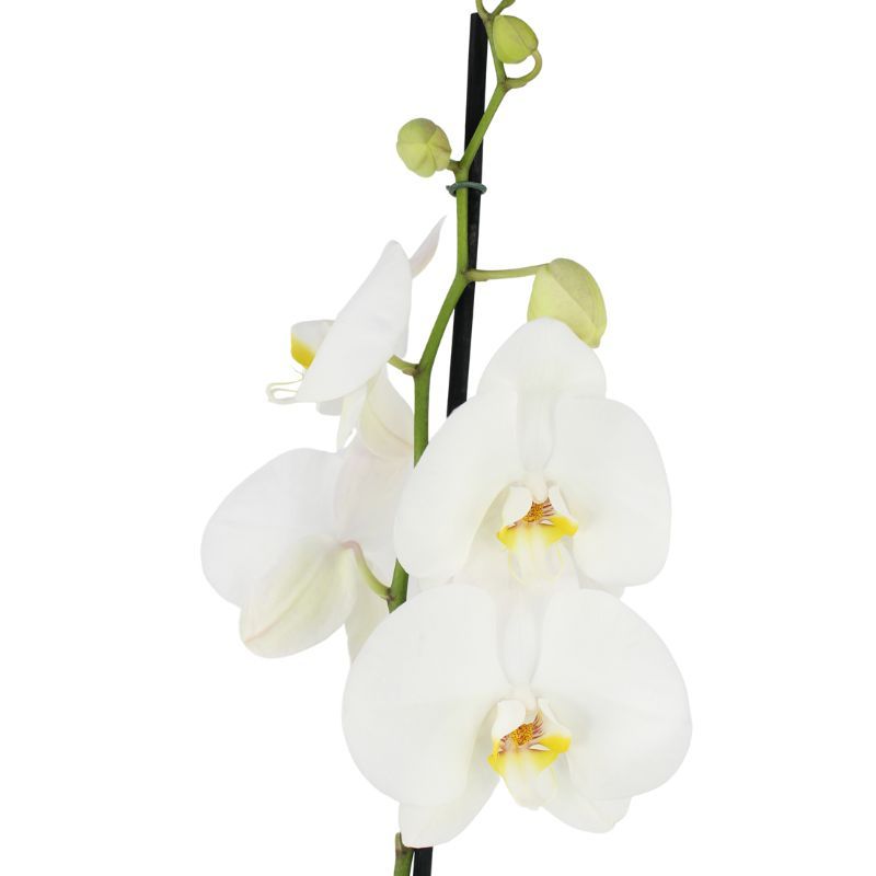 Foto 2 Orquídea Blanca Phalaenopsis - Flores a domicilio Foto 2 Orquídea Blanca Phalaenopsis - Flores a domicilio