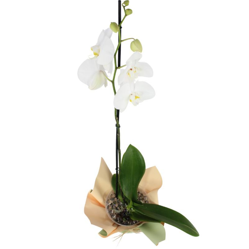 Foto 5 Orquídea Blanca Phalaenopsis - Flores a domicilio Foto 5 Orquídea Blanca Phalaenopsis - Flores a domicilio