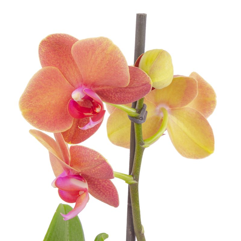Foto 5 Orquídea naranja Phalaenopsis - Flores a domicilio Foto 5 Orquídea naranja Phalaenopsis - Flores a domicilio