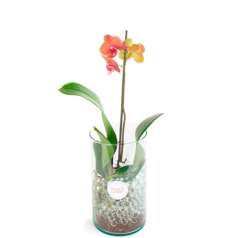 Flores a domicilio - Orquídea naranja Phalaenopsis Flores a domicilio - Orquídea naranja Phalaenopsis