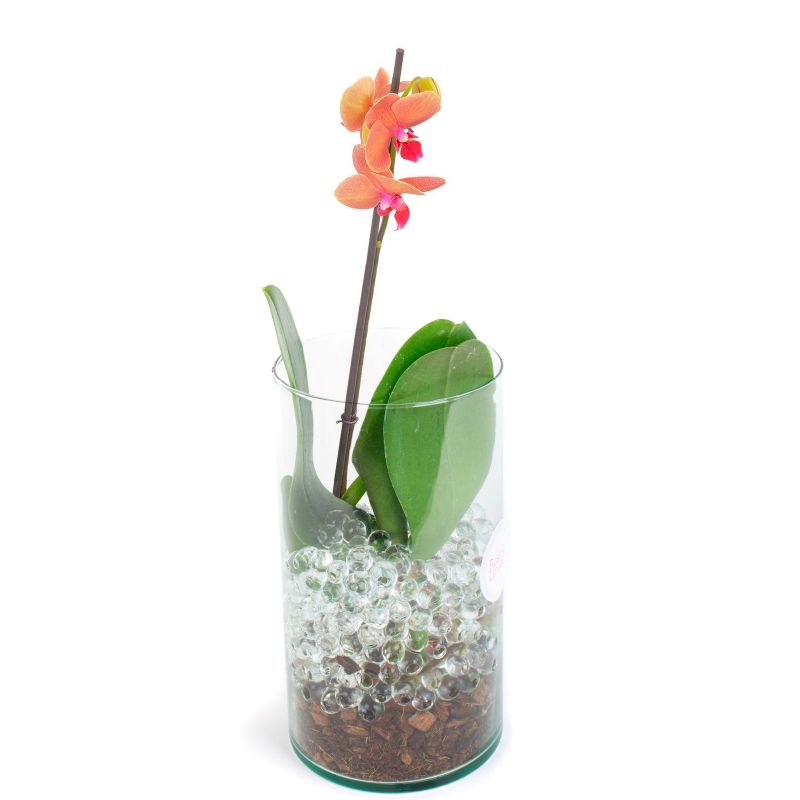 Foto 4 Orquídea naranja Phalaenopsis - Flores a domicilio Foto 4 Orquídea naranja Phalaenopsis - Flores a domicilio