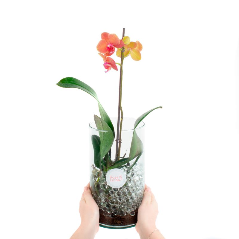 Foto con persona Orquídea naranja Phalaenopsis - Flores a domicilio Foto con persona Orquídea naranja Phalaenopsis - Flores a domicilio